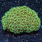 Flower Pot Coral, Long Polyp - Green 
